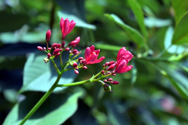 Jatropha