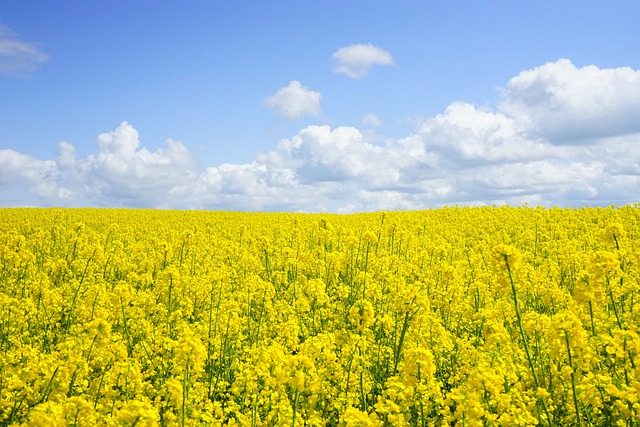 Rapeseed