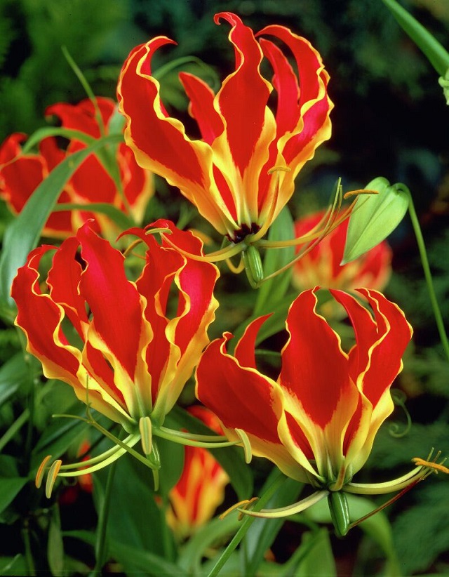 Gloriosa