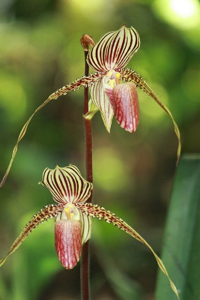 Gold of Kinabalu Orchid