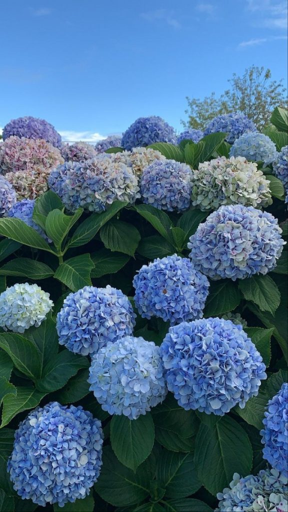 Hydrangea