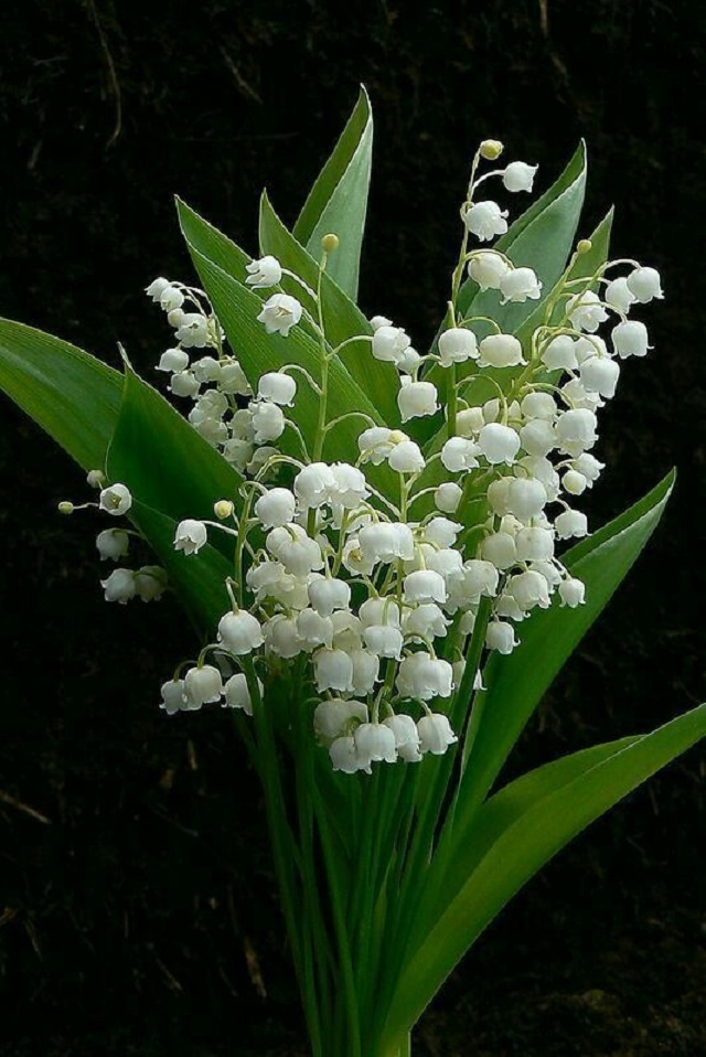 Lily of the Valley