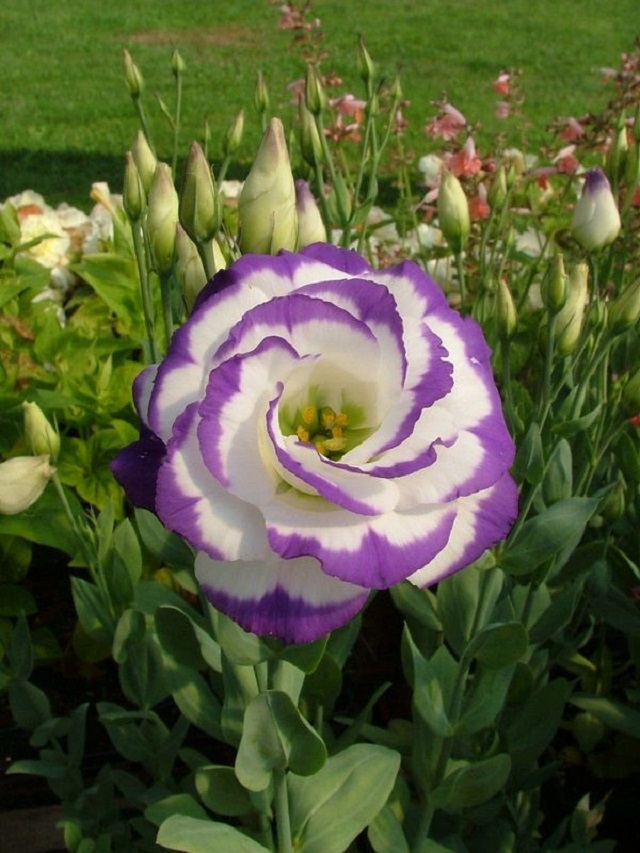 Precious Flowers Lisianthus