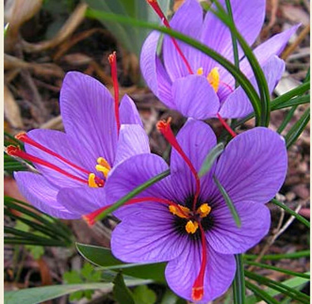 Saffron Crocus