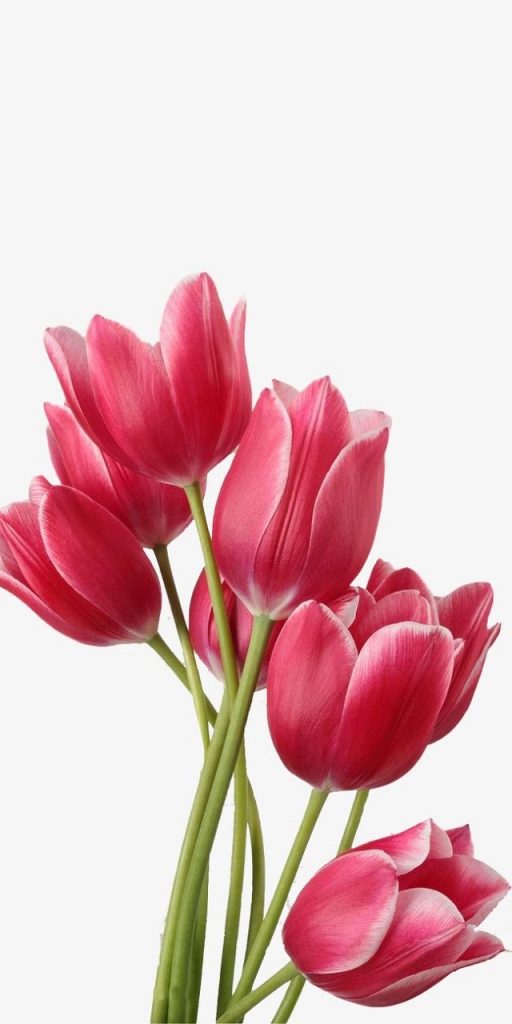 Precious Flowers Tulips